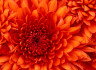 Chrysanthemum